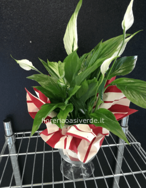 Pianta di spatifilium in vetro