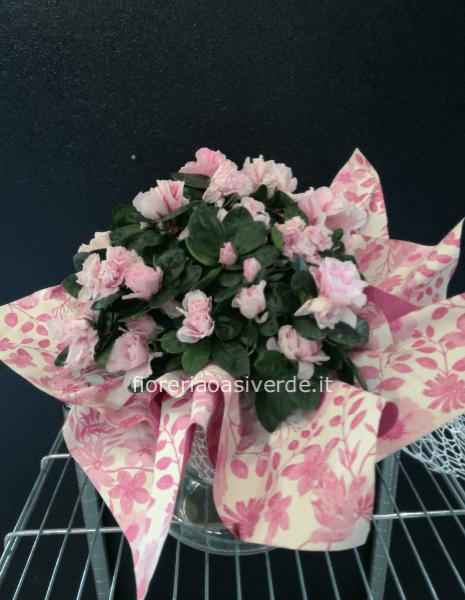 Pianta di azzalea in vetro