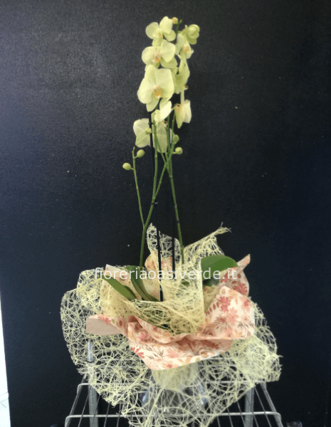 Orchidea Phorenoffis in vetro