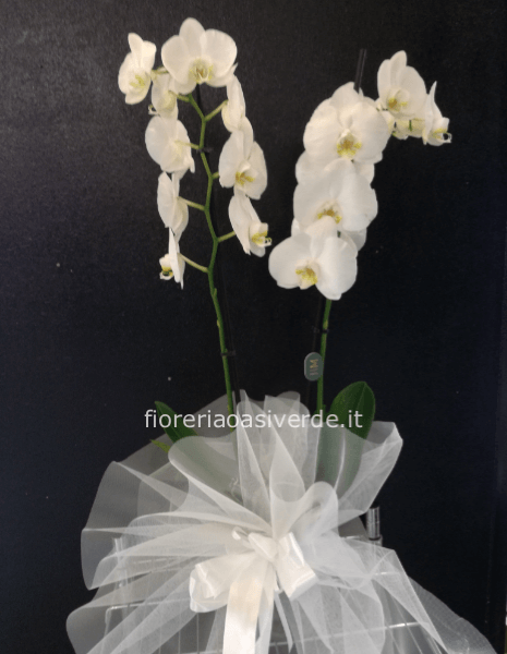 Orchidea Phorenoffis bianca