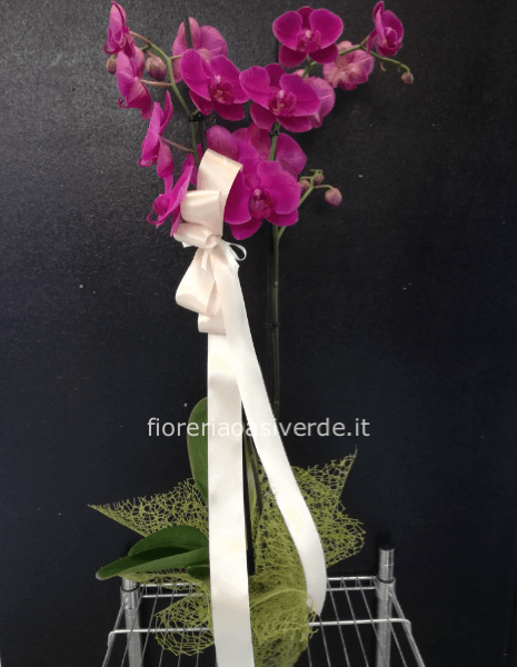 Orchidea Phorenoffis