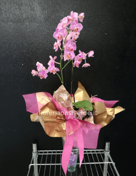 Orchidea Phorenoffis 