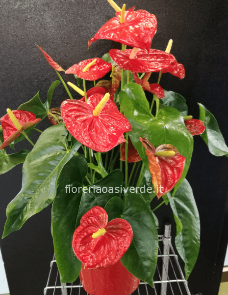 Pianta di anthurium