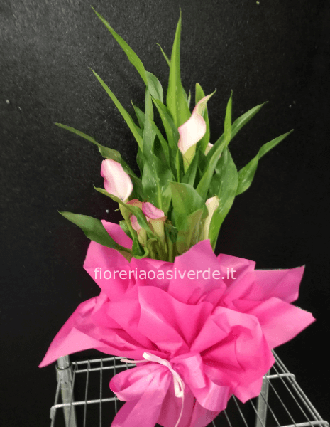 Pianta di calla olandese