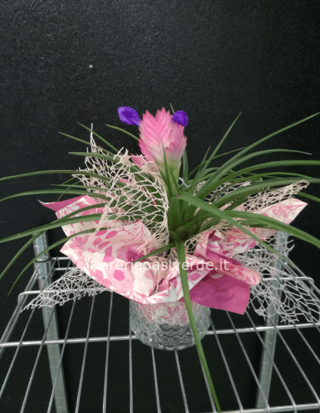 Pianta di thillanzia