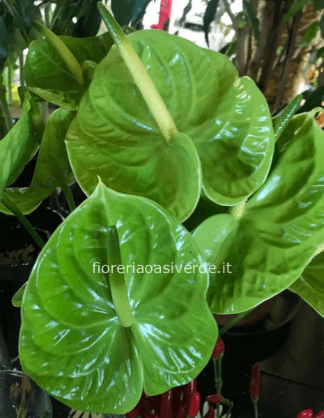 ANTHURIUM