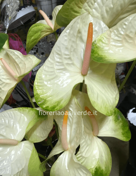 Anthurium
